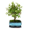 Exotenherz Bonsaïs | - Bonsaï - portulacaria afra - arbre de jade - arbre à éléphant d'afrique - environ 4-5 ans - forme sphérique