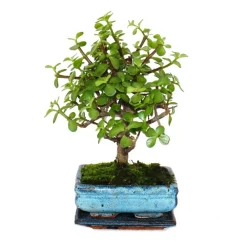 Exotenherz Bonsaïs | - Bonsaï - portulacaria afra - arbre de jade - arbre à éléphant d'afrique - environ 4-5 ans - forme sphérique