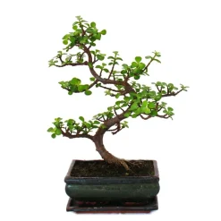 Exotenherz - Bonsaï - portulacaria afra - jade - éléphant d'afrique - environ 7-8 ans Outlet
