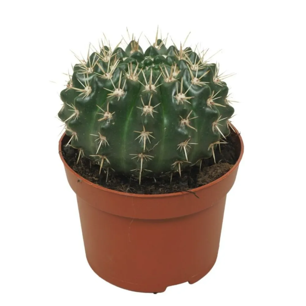 Exotenherz Cactus Et Plantes Grasses | - Cactus notocactus submammulosus parodia cactus à entretien facile pot 12cm