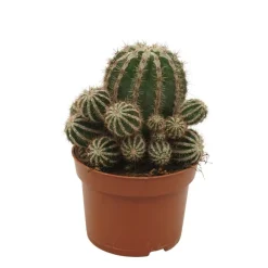 Exotenherz Cactus Et Plantes Grasses | - Cactus paysan echinopsis haku jo maru 10,5cm pot plante d'intérieur facile à entretenir