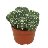 Exotenherz Cactus Et Plantes Grasses | - Cactus paysan echinopsis multiplex cactus facile à entretenir avec de superbes fleurs 12cm