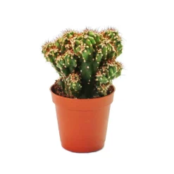 Exotenherz Cactus Et Plantes Grasses | - Cereus peruvianus cristata - cactus de roche - dans un pot de 5,5 cm