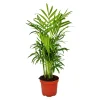 Exotenherz Palmiers D’Intérieur | - Chamaedorea elegans - palmier de montagne - 3 plantes