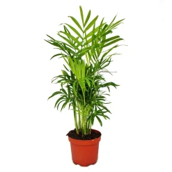 Exotenherz Palmiers D’Intérieur | - Chamaedorea elegans - palmier de montagne - 3 plantes