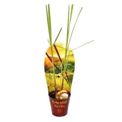 Exotenherz Plants De Légumes Et Aromatiques | - Citronnelle, cymbopogon citratus, 12cm pot