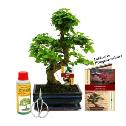 Exotenherz - Coffret bonsaï bonsaï "ligustrum" - troène de chine - ca. 8 ans - set débutant New