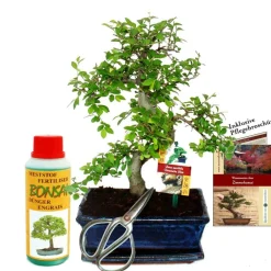 Exotenherz - Coffret bonsaï bonsaï "ulmus" - orme de chine - env. 8 ans - set débutant Clearance