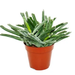 Exotenherz Cactus Et Plantes Grasses | - Cotyledon elephants trunk" - plante à trompe d'éléphant - succulente - en pot de 12cm"