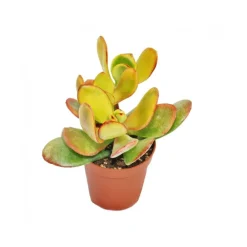 Exotenherz - Crassula portulacea "sunset" - grande plante en pot de 12 cm Hot