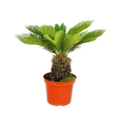 Exotenherz Palmiers D’Intérieur | - Cycas revoluta - fougère palmiste japonaise en pot de 28cm