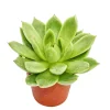 Exotenherz Cactus Et Plantes Grasses | - Echeveria agavoides - petite plante en pot de 5.5cm