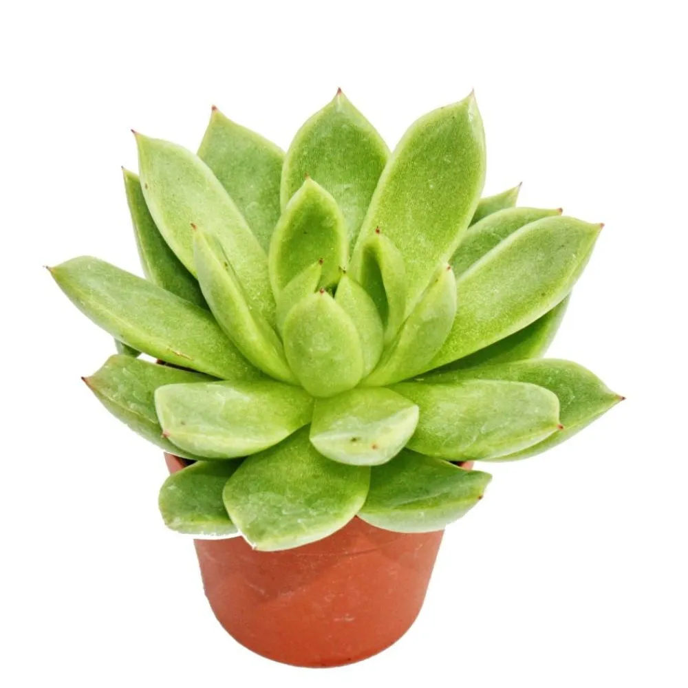 Exotenherz Cactus Et Plantes Grasses | - Echeveria agavoides - petite plante en pot de 5.5cm