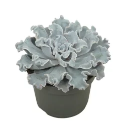 Exotenherz Cactus Et Plantes Grasses | - Echeveria crispy beauty succulente facile d'entretien pot 12cm