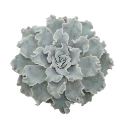 Exotenherz Cactus Et Plantes Grasses | - Echeveria crispy beauty succulente facile d'entretien pot 12cm