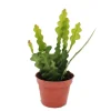 Exotenherz Cactus Et Plantes Grasses | - Epiphyllum anguliger - cactus queue de crocodile, 9cm