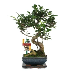 Exotenherz Bonsaïs | - Figuier chinois bonsaï - ficus retusa - env. 6 ans