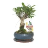 Exotenherz Bonsaïs | - Figuier chinois bonsaï - ficus retusa - ca. 6 ans - forme sphérique