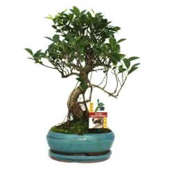 Exotenherz Bonsaïs | - Figuier chinois bonsaï - ficus retusa - ca. 8 ans