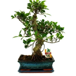 Exotenherz - Figuier chinois bonsaï - ficus retusa - env. 12-15 ans Best