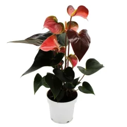 Exotenherz - Flamant rose arc-en-ciel - anthurium andreanum rainbow champion" - anthurium - pot 14cm" Best