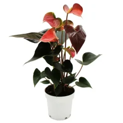 Exotenherz - Flamant rose arc-en-ciel - anthurium andreanum rainbow champion" - anthurium - pot 14cm" Best