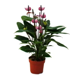 Exotenherz - Fleur de flamant rose "purple fiorino" violet anthurium andreanum 14cm Online
