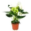 Exotenherz Plantes Fleuries | - Fleur de flamant rose "sierra white" blanc anthurium andreanum 14cm