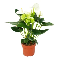 Exotenherz Plantes Fleuries | - Fleur de flamant rose "sierra white" blanc anthurium andreanum 14cm