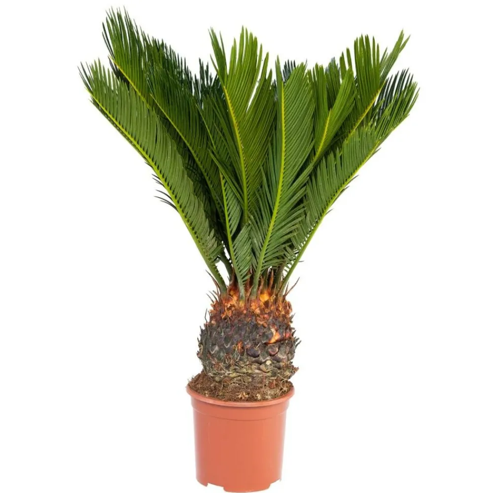 Exotenherz Palmiers D’Intérieur | - Fougère de palmier japonaise - cycas revoluta en pot de 14 cm