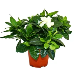 Exotenherz Plantes Fleuries | - Gardenia - plante à fleurs parfumées avec des fleurs de couleur blanc crème, pot de 12cm