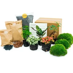 Exotenherz Terrariums Et Compositions | - Green your bottle - set pour ton jardin de bouteilles - sans verre - 5 plantes (ficus - calathea - asparagus - 2x fittonia)