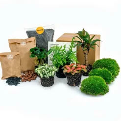 Exotenherz - Green your bottle - set pour ton jardin de bouteilles - sans verre - 5 plantes (café - fougère - dracaena - 2x fittonia) Best
