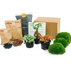 Exotenherz - Green your bottle - set complet pour ton jardin de bouteilles - sans verre - 3 plantes (ficus bonsai + 2x fittonia) Online