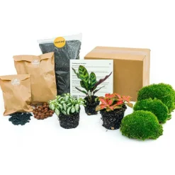 Exotenherz Terrariums Et Compositions | - Green your bottle - set complet pour ton jardin en bouteille - sans verre - 3 plantes (calathea lancifolia + 2x fittonia)