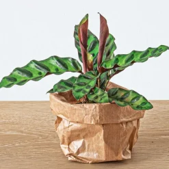 Exotenherz Terrariums Et Compositions | - Green your bottle - set complet pour ton jardin en bouteille - sans verre - 3 plantes (calathea lancifolia + 2x fittonia)