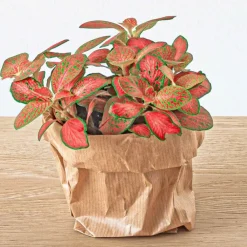 Exotenherz Terrariums Et Compositions | - Green your bottle - set complet pour ton jardin en bouteille - sans verre - 3 plantes (calathea lancifolia + 2x fittonia)