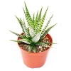 Exotenherz - Haworthia fasciata "big band" - petite plante en pot de 5,5 cm Sale