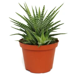 Exotenherz - Haworthia fasciata "big band" - plante en pot de 10,5cm Outlet