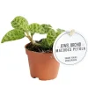 Exotenherz - Jewel orchid - macodes petola emerald - mini orchidée terrestre à feuilles fantaisies - pot 6cm New