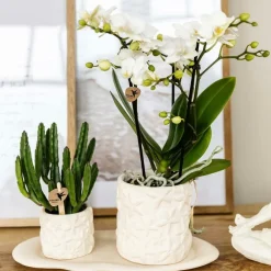 Exotenherz - Kolibri company set star fish small phalaenopsis blanc orchidée lausanne et succulente y compris pots décoratifs en céramique Sale
