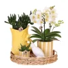 Exotenherz Orchidées | - Kolibri company set cadeau mediterranean sunset avec orchidée phalaenopsis blanche lausanne et plantes succulentes,