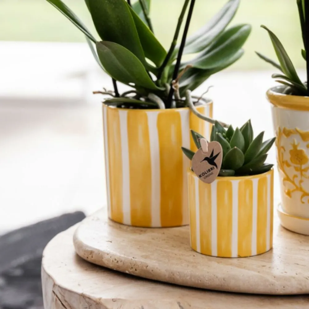 Exotenherz Orchidées | - Kolibri company set cadeau mediterranean sunset avec orchidée phalaenopsis blanche lausanne et plantes succulentes,