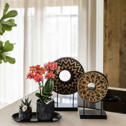 Exotenherz Orchidées | - Kolibri company set home hub small orange phalaenopsis orchidée bolzano et succulente