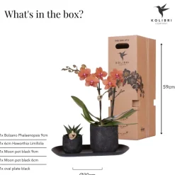 Exotenherz Orchidées | - Kolibri company set home hub small orange phalaenopsis orchidée bolzano et succulente