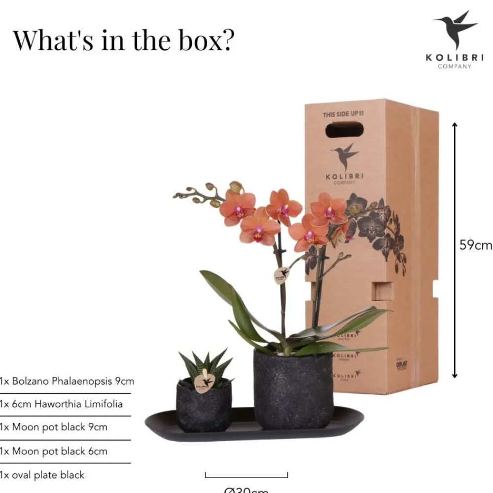 Exotenherz Orchidées | - Kolibri company set home hub small orange phalaenopsis orchidée bolzano et succulente