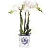 Exotenherz - Kolibri orchidée phalaenopsis blanche amabilis + pot décoratif malaga bleu - taille du pot 9cm plante d'intérieur fleurie Clearance