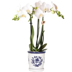 Exotenherz - Kolibri orchidée phalaenopsis blanche amabilis + pot décoratif malaga bleu - taille du pot 9cm plante d'intérieur fleurie Clearance