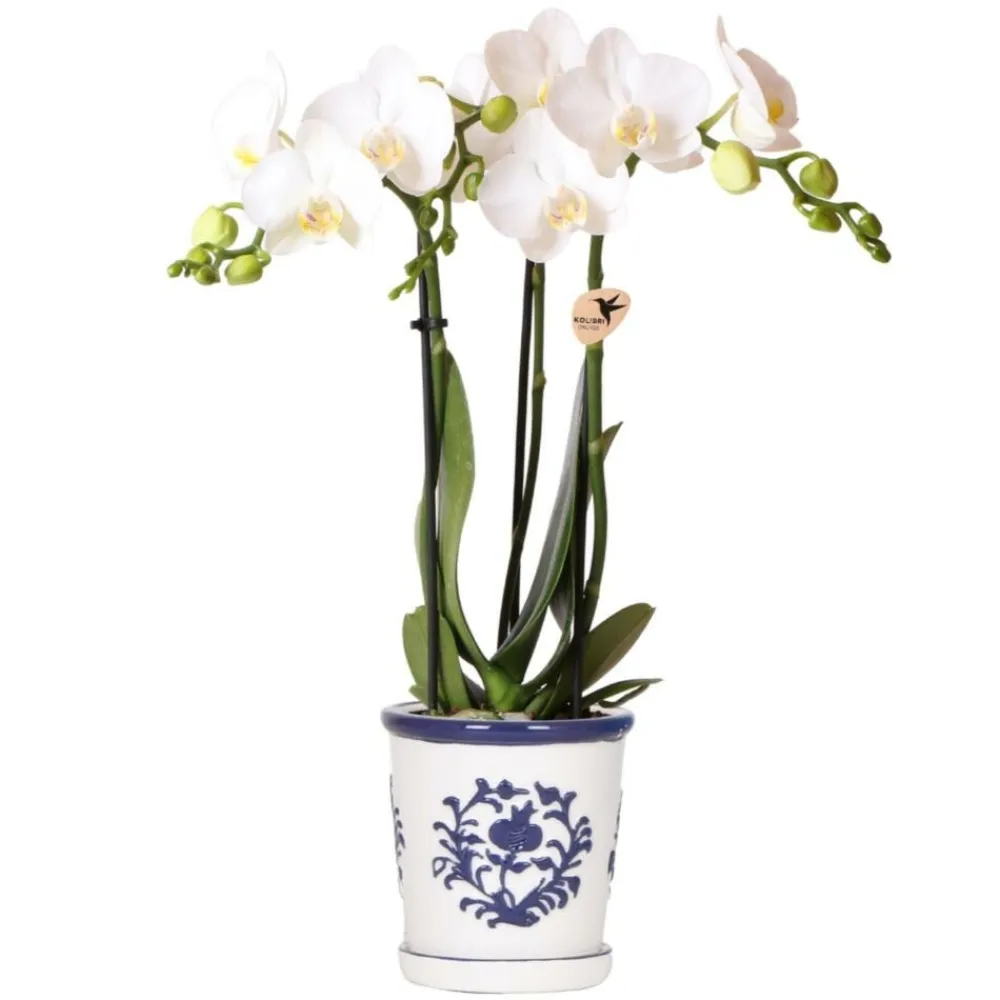 Exotenherz - Kolibri orchidée phalaenopsis blanche amabilis + pot décoratif malaga bleu - taille du pot 9cm plante d'intérieur fleurie Clearance