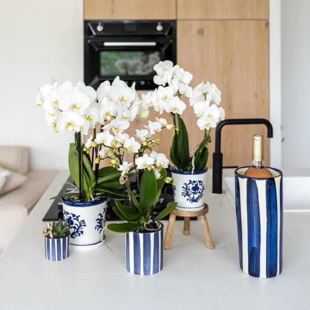 Exotenherz - Kolibri orchidée phalaenopsis blanche amabilis + pot décoratif malaga bleu - taille du pot 9cm plante d'intérieur fleurie Clearance
